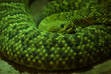 Green Snake