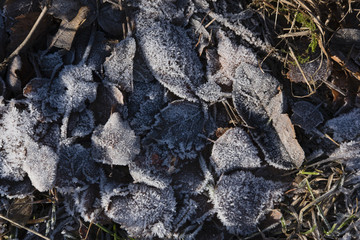 Leaves collection_005