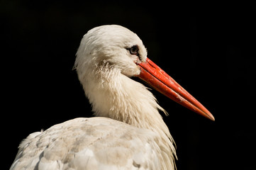 seitliches Storch Porträt - freigestellt auf schwarzem Hintergrund
