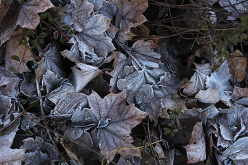 Leaves collection019