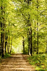 Fotobehang Een pad bedekt met bladeren in een dicht bos met gefilterde stralen © nadrilsan