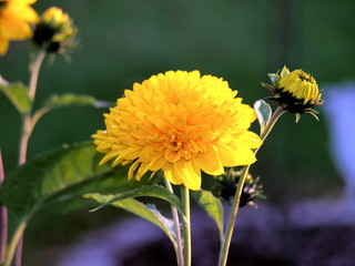 Leuchtend gelbe Gartendahlie