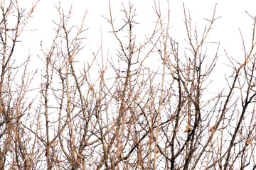 tree branches on a white background