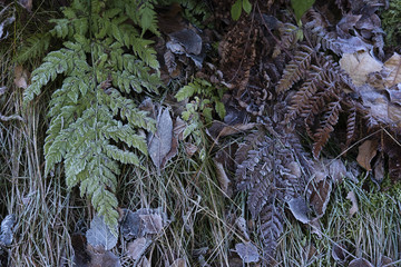 Leaves collection027