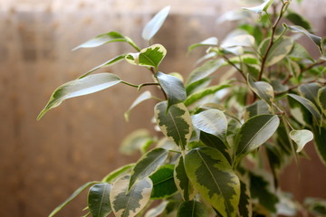 green leaves of a ficus of Benjamin in the room 