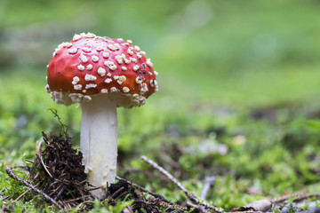 Fliegenpilz 2016 - 07