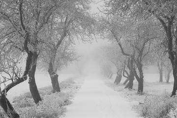 Snow-covered road in the midst of trees covered with frost