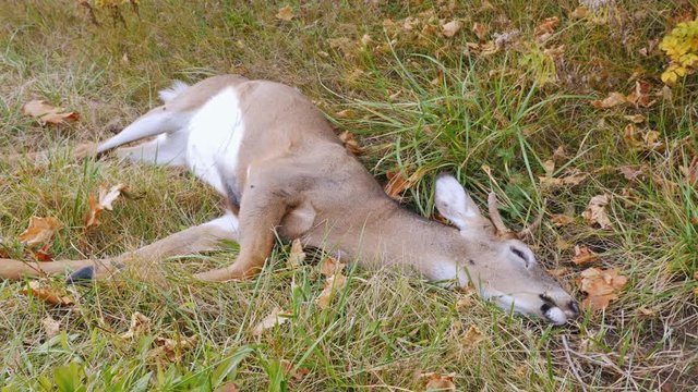 Small deer lying in the ditch beside the road. He died from a collision with a car