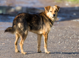 dog on the nature