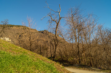 winter landscape in a sunny day, trees on foreground, snow-covered mountains on background