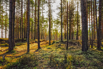 Obraz premium Pine forest