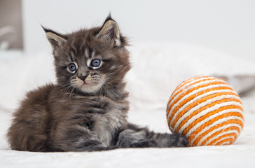  Маленький пушистый котенок мейн-кун играет с мячом