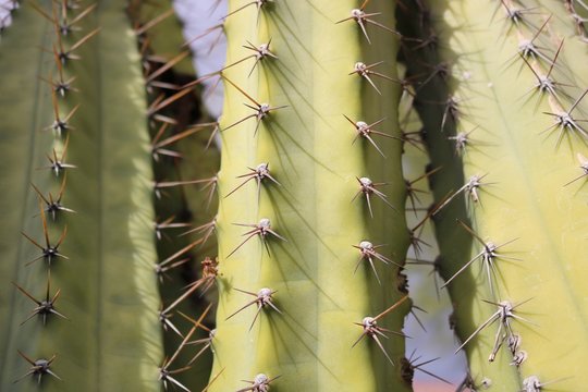 Arizona Cactus
