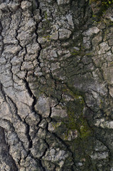 The pattern of tree bark. Background. Beautiful texture.
