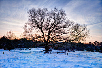 baum