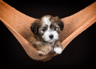 Havanese puppy dog in hammock