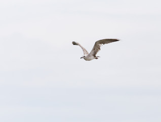 seagull in flight in the sky