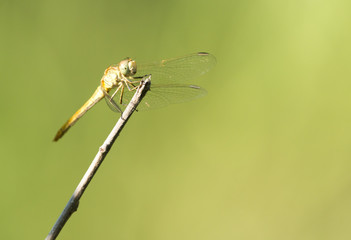 dragonfly in nature