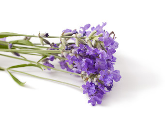 Bunch of lavender flowers isolated on a white background