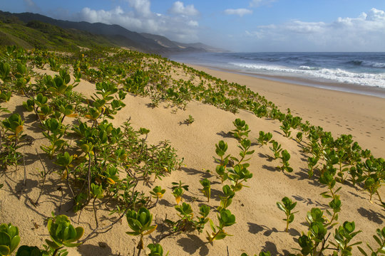 Thonga Beach Indian Ocean coast of Maputuland in KwaZulu-Natal