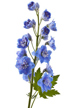Blue delphinium flower with green leaves on white background
