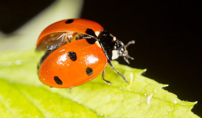 ladybug on a plant in the nature