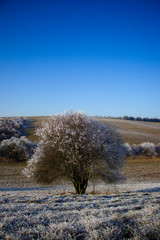 Wild plum tree and fields in the frosty winter sunny day. Blue sky in the background, grass with frost in the foreground.