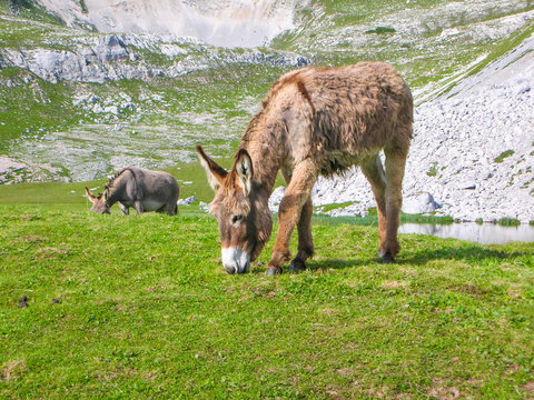 Donkey grazing the grass in a mountain meadow