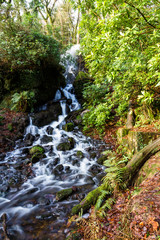 Waterfall in mossy woodland.