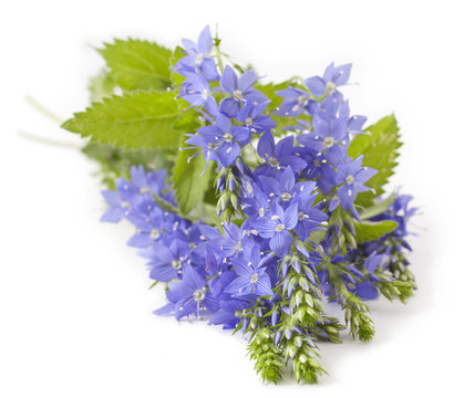 Veronica teucrium flower on white background