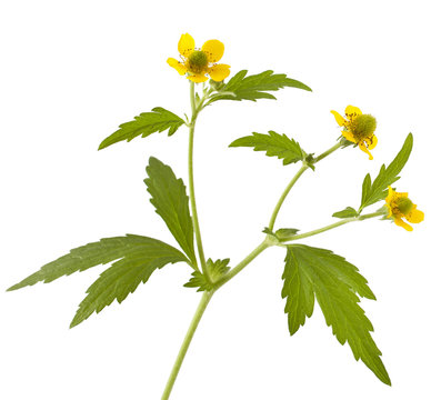 Wood avens (Geum urbanum) on white background