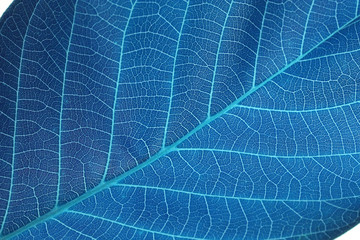 abstract blue leaf background
