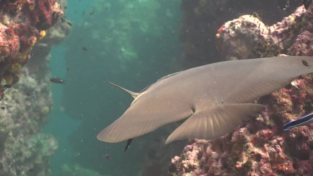 Batfish and Wrasse, Bluestreak Cleaner 