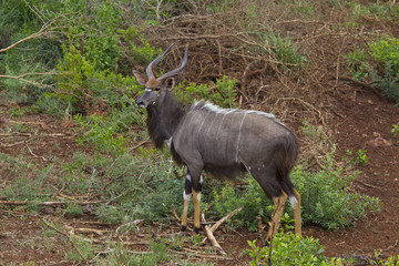 Male Nyala Tragelaphus angasii Natal S. Africa