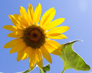 Naklejka premium flower sunflower on nature