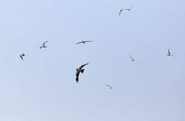 seagull flying over the eagle in the sky