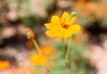 orange flower in nature