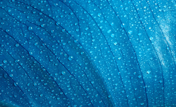 Fototapeta leaf background with water drops
