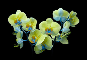 Fototapeta na wymiar orchid bouquet on black