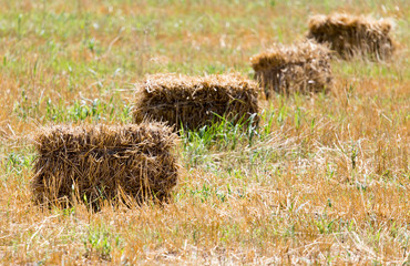 bundle of hay on the field