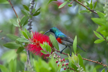 Southern double-collared sunbird or lesser double-collared sunbird (Cinnyris chalybeus