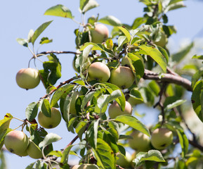 apples on the tree in nature