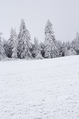Trees covered with hoarfrost and snow