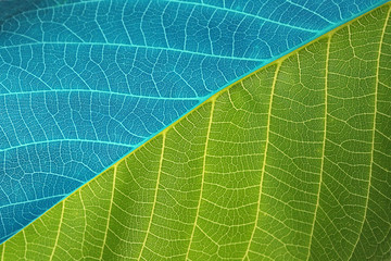 blue and green leaf