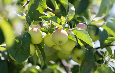 apples on the tree in nature