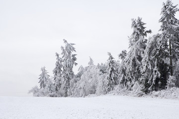 Trees covered with hoarfrost and snow