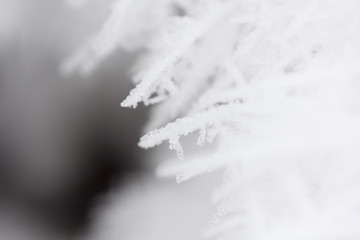 Trees covered with hoarfrost and snow