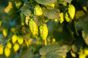 Close up photo of green hops
