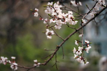 flowering spring tree