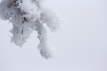 Trees covered with hoarfrost and snow